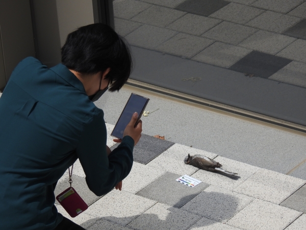 A member of the Window Strike Monitoring Team is rescuing a harmedbird which collided with the windows of ECC. Photo provided by Window Strike Monitoring Team