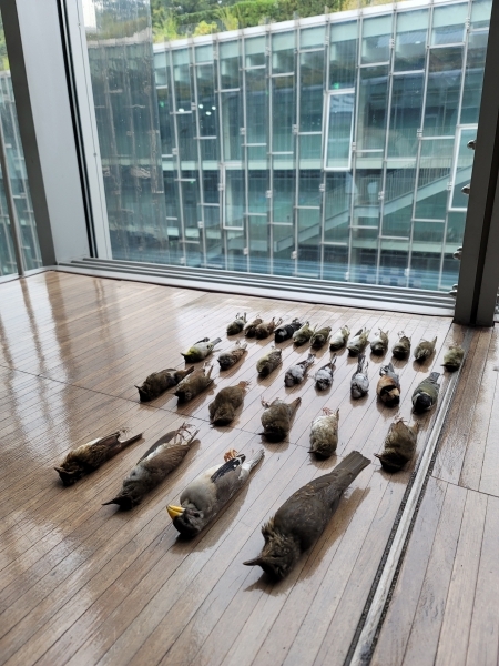 Dead bodies of birds found by the Window Strike Monitoring Team lies onthe ECC floor. Photo provided by Window Strike Monitoring Team