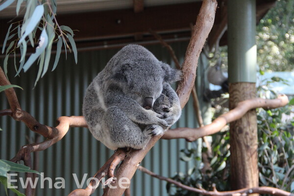 Koalas, a native species representing Australia, are part of Featherdale’sbreeding program. Photo by Hyung Jungwon