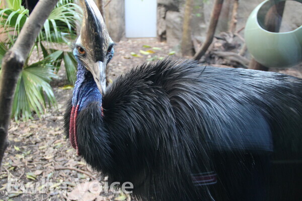 Cassowaries like Princess receive assistance through the RainforestRescue project. Photo by Hyung Jungwon