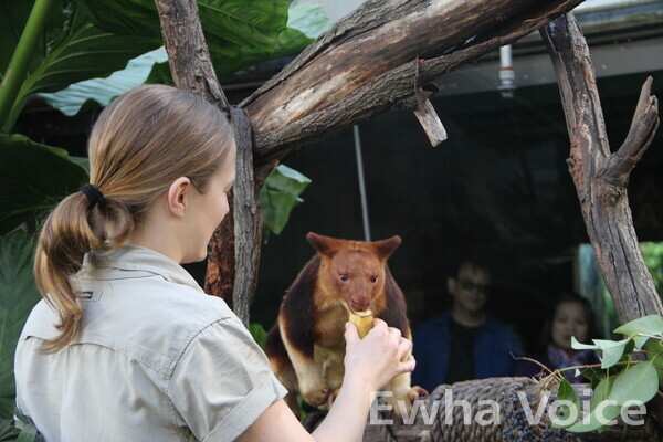 Emily Partridge, zookeeper at WILD LIFE Sydney Zoo, interacts with the tree kangaroo Kofi. Photo by Park Chae-youn