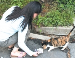 [Photos by Kim Ji-sun]
Nabi is well-liked by many students. After chapel is her favorite time to come out and be treated. As a young mother, she has the responsibilty to feed her young kittens, though they are kept out of sight to us.