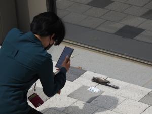 A member of the Window Strike Monitoring Team is rescuing a harmed
bird which collided with the windows of ECC. Photo provided by Window Strike Monitoring Team