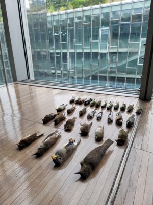Dead bodies of birds found by the Window Strike Monitoring Team lies on the ECC floor. Photo provided by Window Strike Monitoring Team