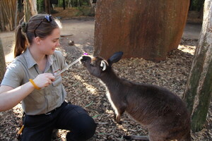 Emily Partridge, zookeeper at WILD LIFE Sydney Zoo, interacts with the tree kangaroo Kofi.Photo by Park Chae-youn