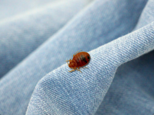 Reports of bedbug infestations is sweeping South Korea, spreading alarm. Photo provided by Public Domain Pictures from Pixabay